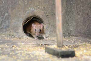 rat cave copropriété bordeaux