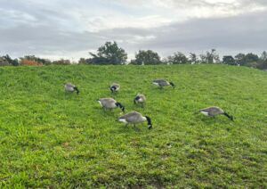 bernaches du Canada grippe aviaire