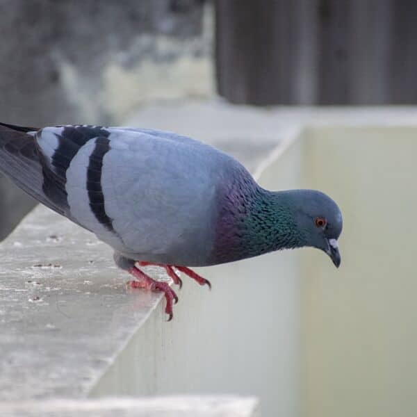 dépigeonnisation bordeaux