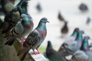 pigeons-balcon