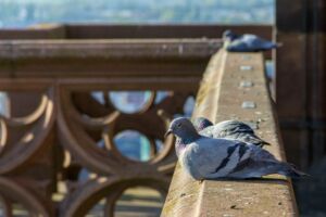 pigeons-balcon-bordeaux